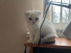 Белая кошка задумалась