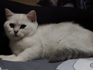 Белый кот