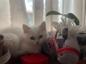 Белая кошка