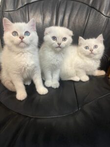 Милые белые коты